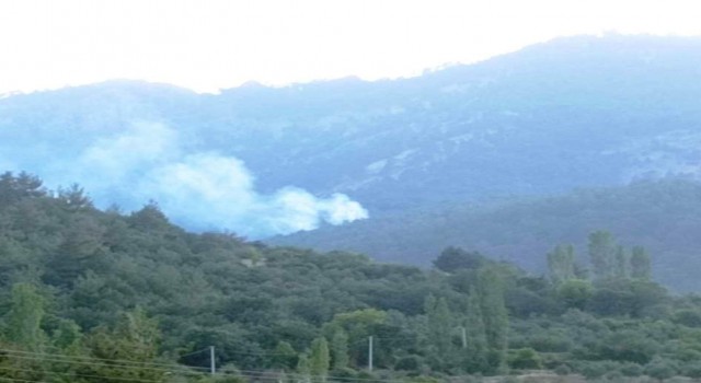 Aydında orman yangını
