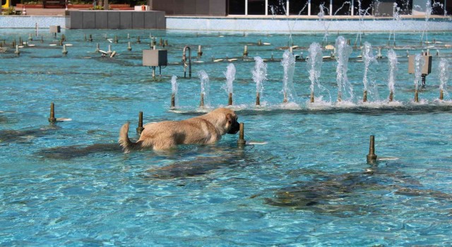 Aydında sıcaktan bunalan köpeğin havuz keyfi