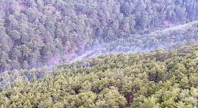 Aydındaki orman yangını söndürüldü