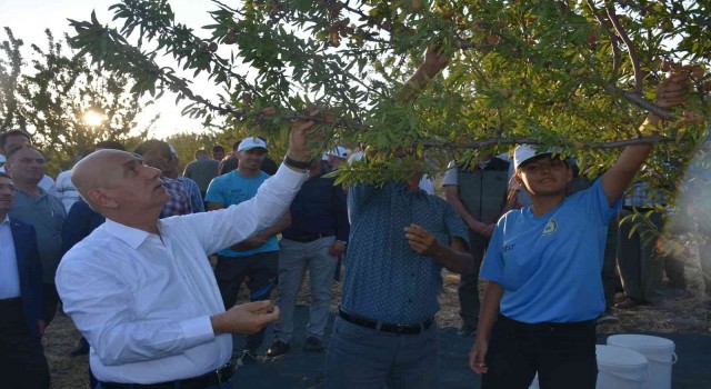 Bakan Kirişci, dalından badem topladı
