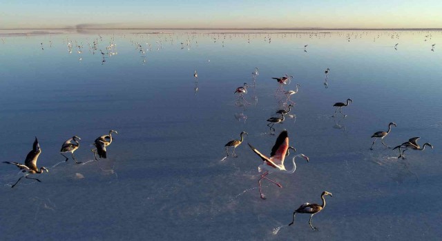 Bakan Kurum: “Tuz Gölüne su taşıdık, flamingolara can suyu verdik”