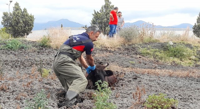 Balçığa saplanan ineği itfaiye ekipleri kurtardı
