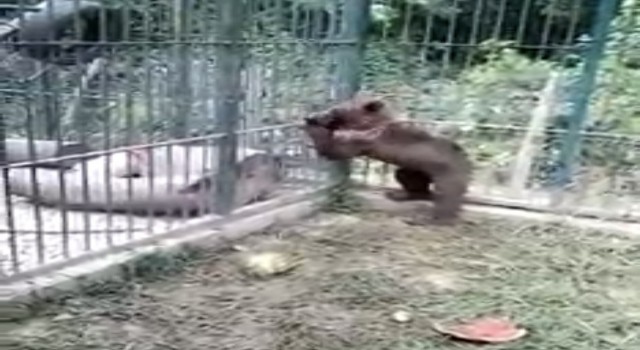 Balı fazla kaçıran ayının durumu iyi