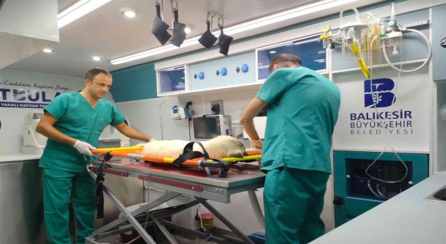 Balıkesirde sokak hayvanları Vetbüs ve Vetbülansa emanet