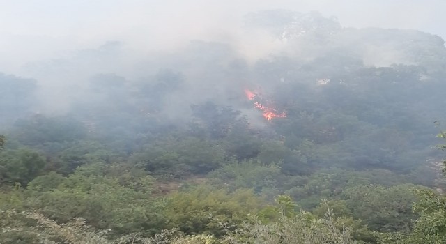 Balıkesirdeki orman yangınına anında müdahale