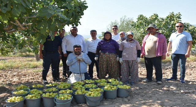 Başkan Erol, incir hasadına katıldı