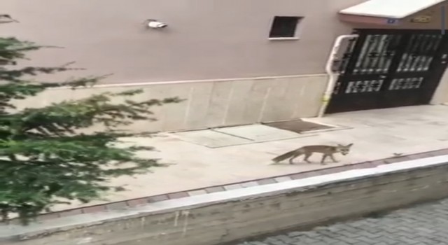Başkentte aç ve susuz kalan tilkiler şehir merkezine indi