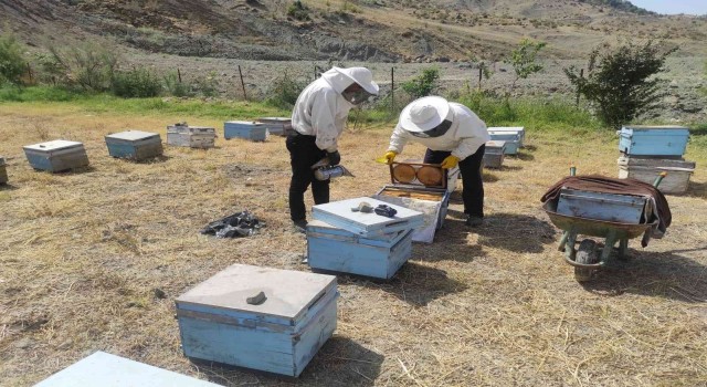 Batmanda kara kovan bal üreticileri hasada başladı