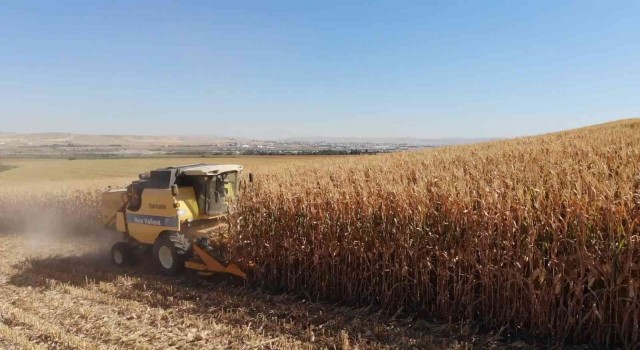 Batmanda mısır hasadı başladı, üretici verimden umutlu