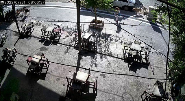 Batmanda sokak köpekleri küçük kıza saldırdı