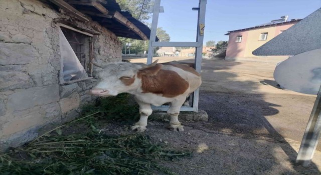 Bayburtta garip olay inek elektrik direğinin arasında sıkıştı