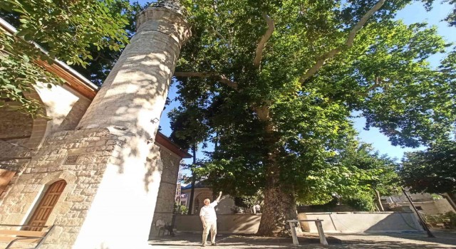 Bektutiye Camiinin asırlık çınarla komşuluğu