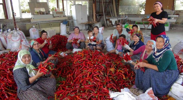 Biberin salçaya uzanan zahmetli yolculuğu başladı