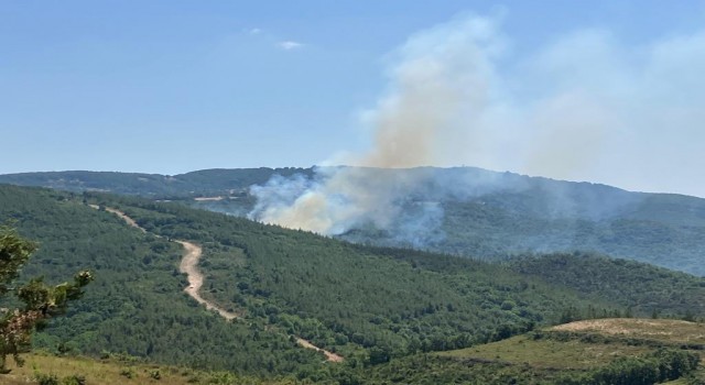 Bigada orman yangını