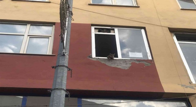 Binanın 2nci katında mahsur kalan kediler, şaşkın bakışlar içinde kurtarılmayı bekledi