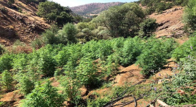 Bingölde 10 tarlada 203 bin kök kenevir ele geçirildi