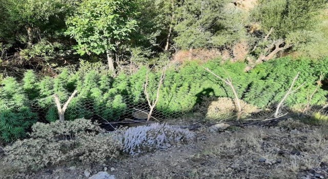 Bingölde 197 bin kök kenevir ele geçirildi