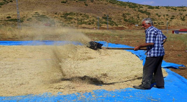 Bingölde bin dekar alanda nohut tarımı yapılıyor