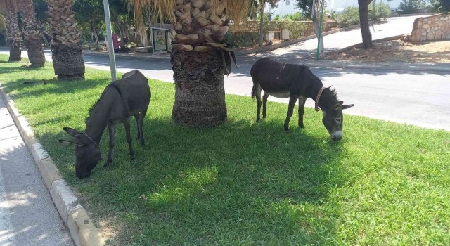 Bodrumda başıboş eşeklerin çimen keyfi