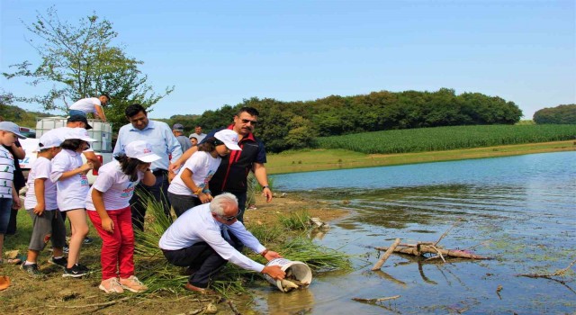 Boluda yetiştirilen sazanlar Sakaryada suyla buluşturuldu