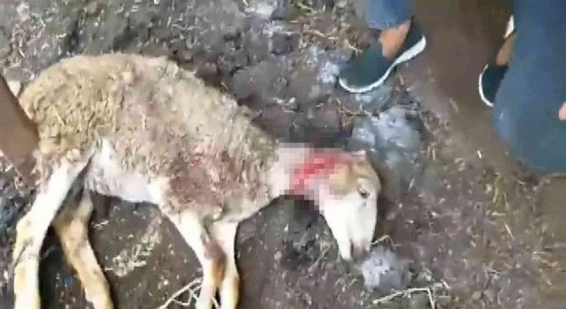 Bu defa kurt değil sokak köpekleri, yetiştiricilerin korkulu rüyası oldu