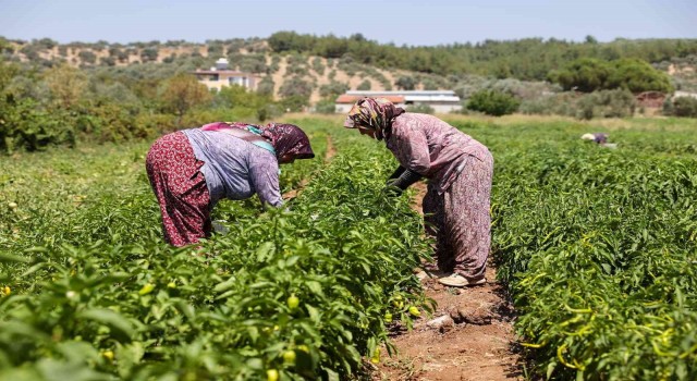 Bucada üreticinin ilk hasat coşkusu