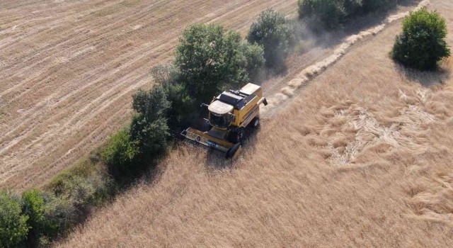 Buğdayın atası ‘siyezde hasat başladı