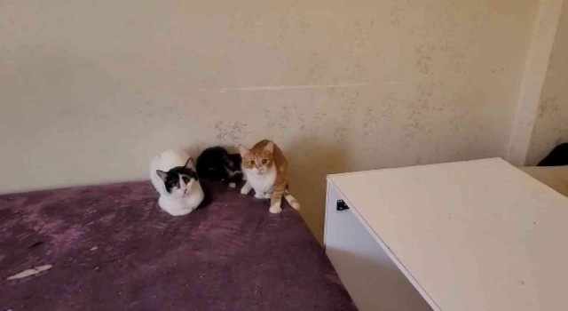 Bursada çöp evden onlarca kedi çıktı