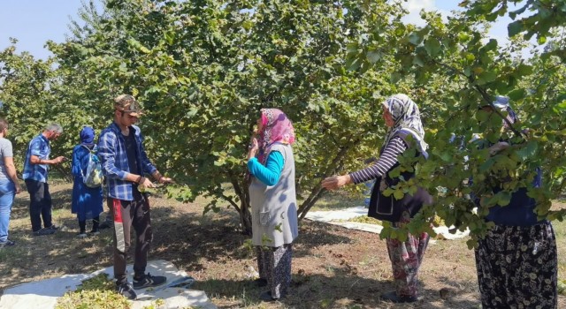 Bursada fındık hasadı başladı; 66 milyon TL gelir getirecek