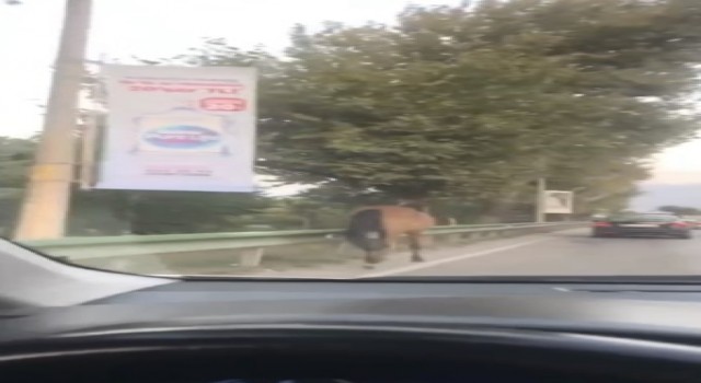 Bursanın yollarında başıboş atlar cirit atıyor