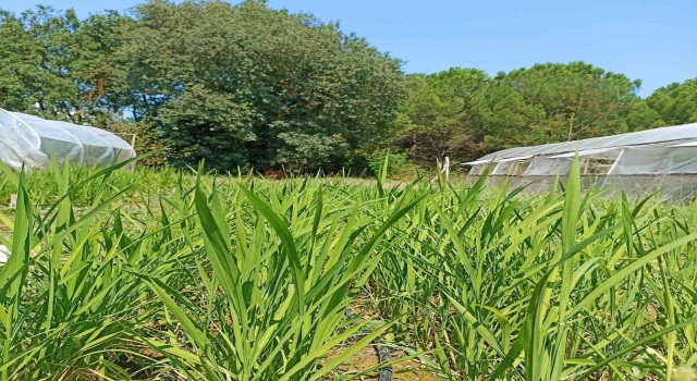 BUÜde damla sulama yöntemi ile çeltik üretimi başladı