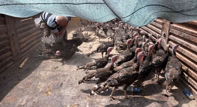 Büyükşehir Korkutelide hindi dağıttı