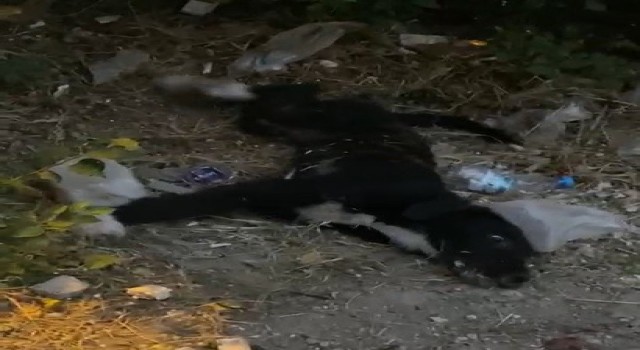 Can çekişen köpeklerin imdadına vatandaşlar yetişti