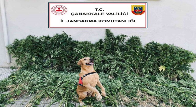 Çanakkalede uyuşturucu operasyonu: 6 gözaltı