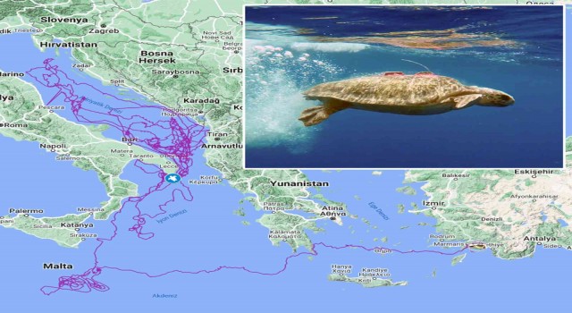 Caretta Caretta Tuba, 3 yılda 17 bin 500 kilometre yol kat etti