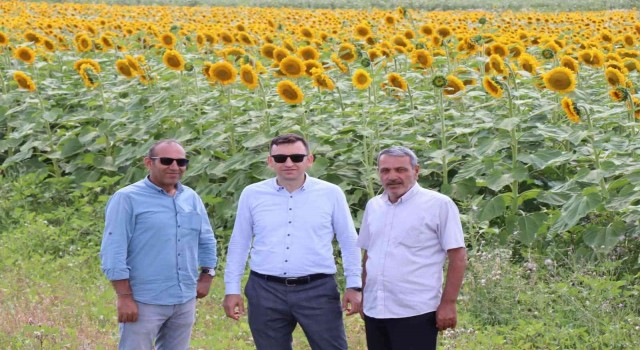 Çayırlıda Doğanın sarı gelini ayçiçeğinde hasat başladı