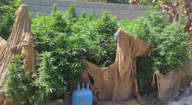 Ceylanpınarda 114 kök kenevir ele geçirildi