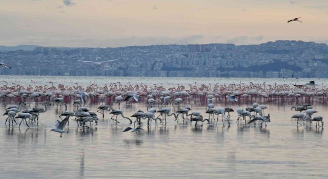 Çiğlinin pembe misafirleri Los Angelesten ödülle dönüyor