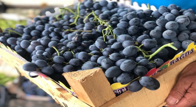 Cimin üzümü tezgahtaki yerini almaya başladı