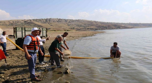 Çorumda baraj ve göletlere 900 bin sazan balığı yavrusu bırakıldı