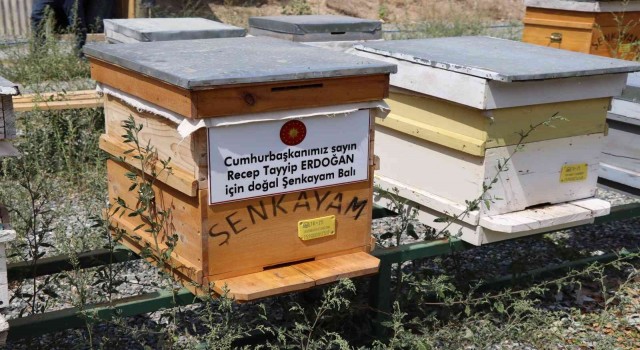 Cumhurbaşkanı için doğal ‘Şenkayam Balı ürettiler