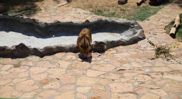 Cumhurbaşkanının aslanları Dünya Aslan Gününde buzlu kokteylle serinliyor