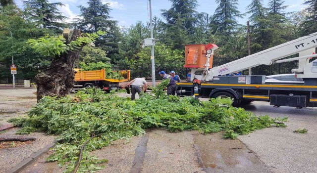 Çürük ağaç kırılarak, seyir halindeki otomobilin üzerine düştü