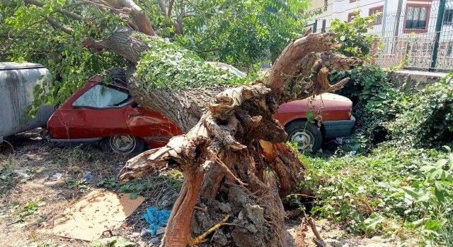 Çürüyen dut ağacı, park halindeki aracın üzerine devrildi