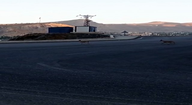 Dağ keçileri kent merkezinde görüntülendi