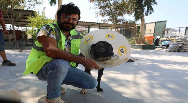 Didim Belediyesi Barınağında yüz nakli yapılan Maylo yeni yuvasını arıyor