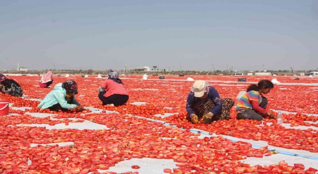 Diyarbakır Valisi Su, “2021 yılı içerisinde 127 bin 414 dekarda 376 bin 746 ton sebze üretimini gerçekleştirdik”