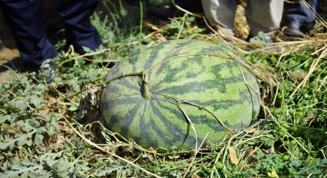 Diyarbakırda 30 bin dekarda 121 ton karpuz hasadı