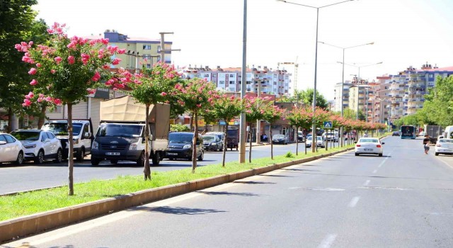 Diyarbakırda caddelere 2 bin Oya ağacı dikildi