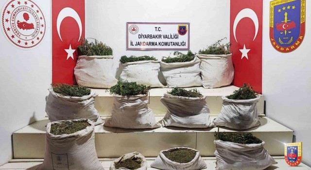 Diyarbakırda Eren Abluka operasyonunda 3 milyon kök Hint keneviri ele geçirildi